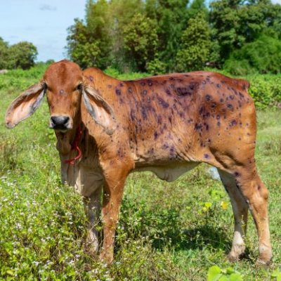 cow with lumpy skin disease symptoms in a green field